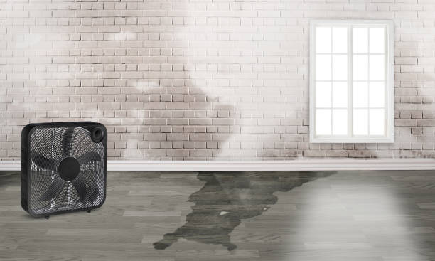 Best Water damage contractors near me  in Somerset, PA