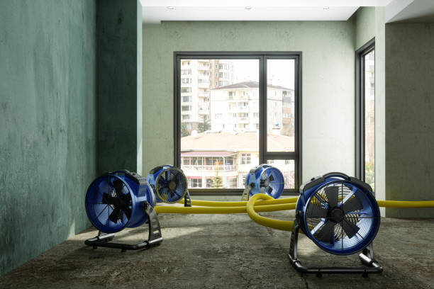 Best Mold removal after water damage  in Somerset, PA